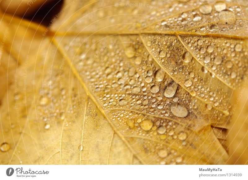 Water drops Nature Plant Drops of water Autumn Climate change Bad weather Fog Rain Tree Garden Park Forest Euphoria Honor Self-confident Cool (slang)