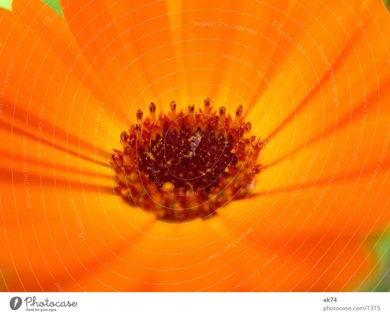 orange Blossom Brown Flower Plant Orange Macro (Extreme close-up)