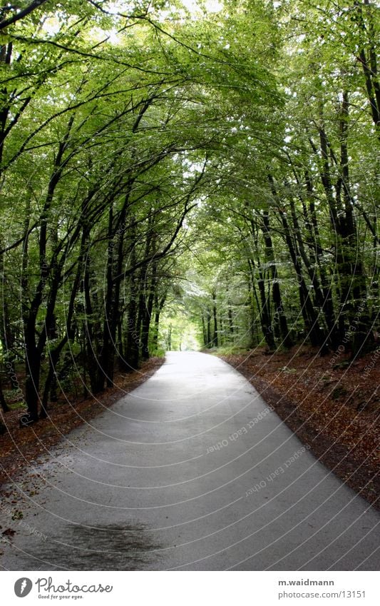 forest path Tree Forest Light Leaf Street Lanes & trails Sun