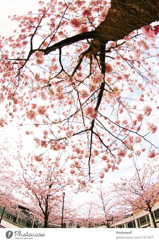 campus Pink Blossom Cherry blossom Japan Cottbus Tree Converse Pastel tone House (Residential Structure) Spring April May Summery Easy Wide angle Fisheye