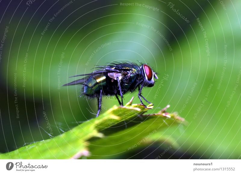 The Fly Animal Plant Wild animal Insect 1 Colour photo Exterior shot Day Flash photo Deep depth of field Looking into the camera