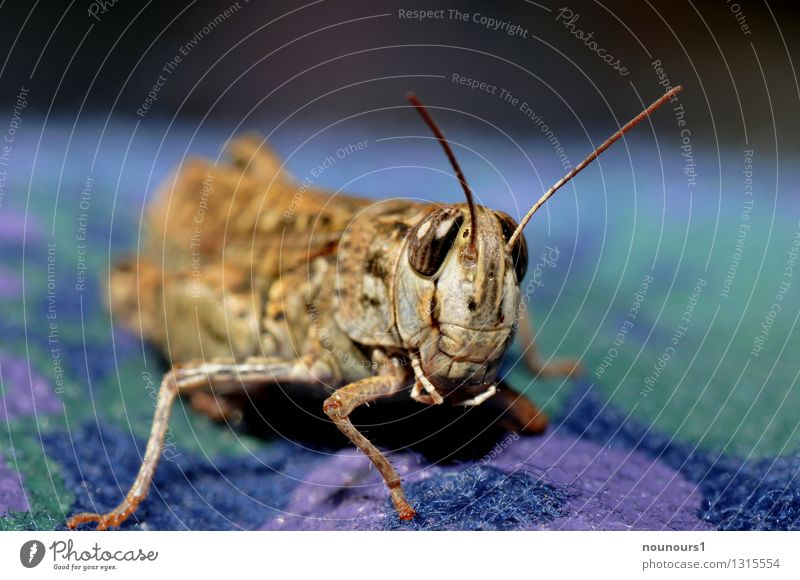 Grasshopper on colourful shopping bag Animal Wild animal Animal face 1 Observe Sit Colour photo Multicoloured Exterior shot Close-up Macro (Extreme close-up)