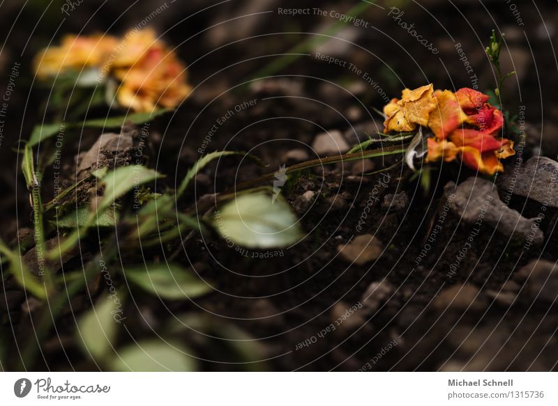 Withered Environment Nature Plant Summer Flower Rose Old Dark Death Grief Transience Colour photo Exterior shot Copy Space bottom Shallow depth of field