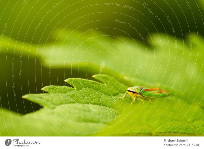 rhododendron cicada Animal Insect Cicada 1 Beautiful Natural Curiosity Cute Green Bravery Life Nature Small Graceful Colour photo Exterior shot Close-up