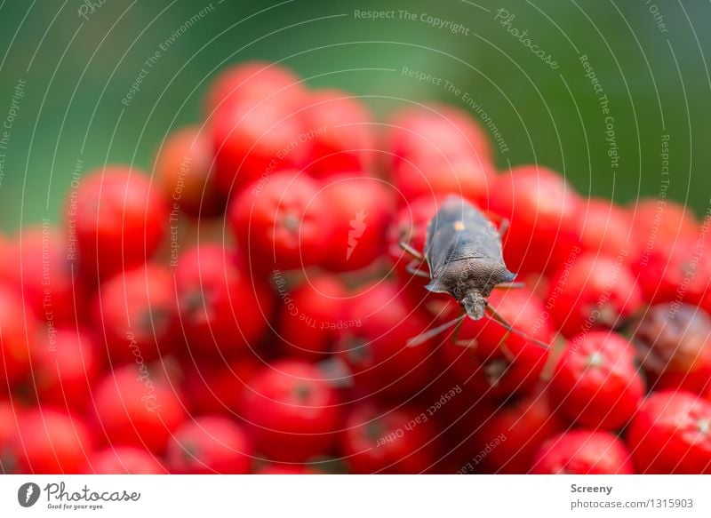 On the red hill Nature Landscape Plant Animal Summer Rowan tree Forest Wild animal Beetle 1 Sit Small Curiosity Brown Green Red Serene Colour photo