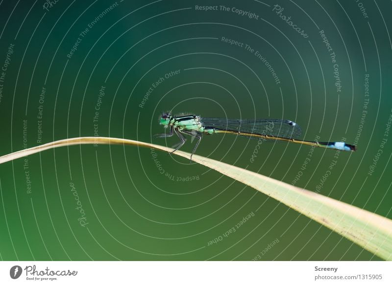 Fragile wing system #2 Nature Landscape Plant Animal Summer Grass Blade of grass Meadow Wild animal Dragonfly 1 Sit Esthetic Small Serene Calm Insect Wing