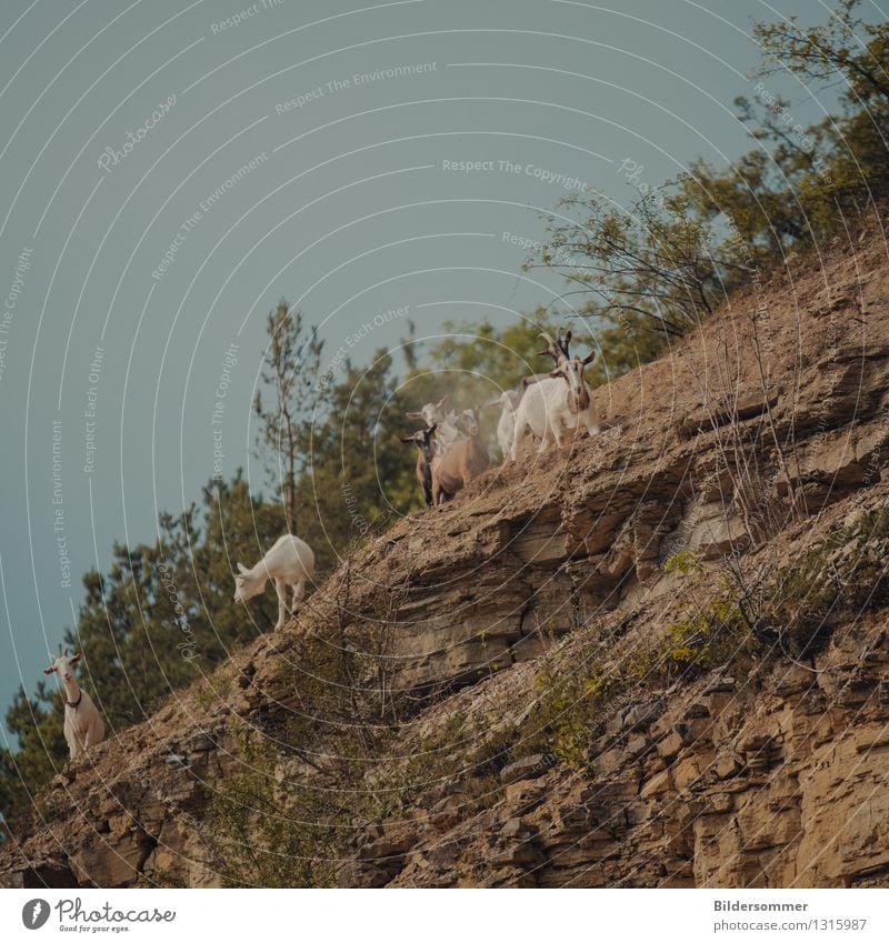 full slant! Nature Landscape Plant Animal Cloudless sky Tree Rock Mountain Pet Farm animal Group of animals Herd Walking Goats Goat herd mountain goat Climbing