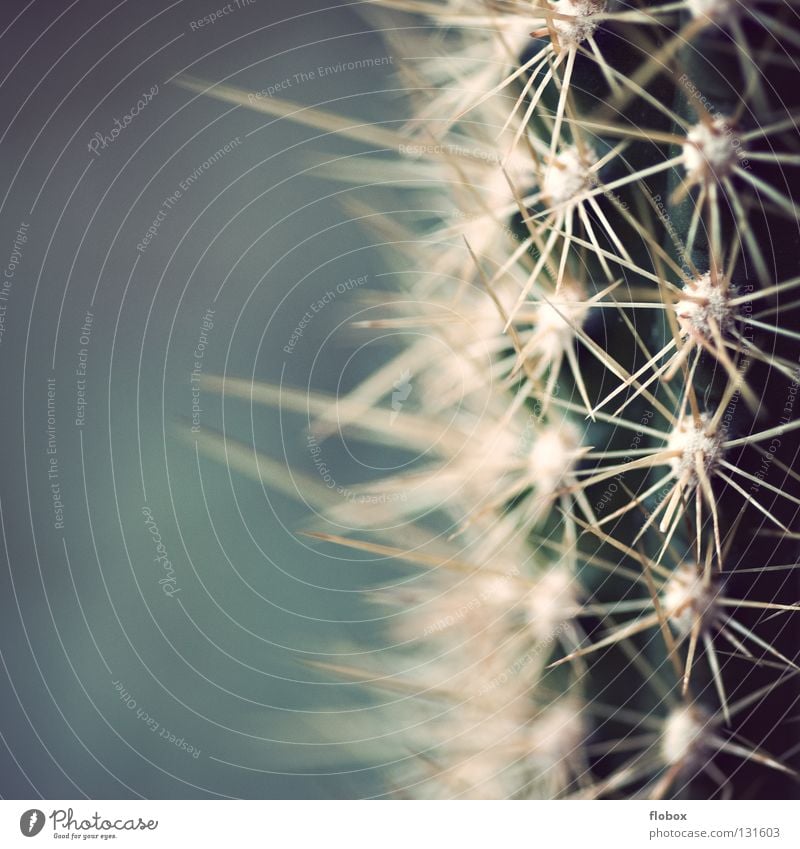 Tut aua Cactus Angiosperm Green Thorny Dangerous Pierce Plant Illuminate Botany Macro (Extreme close-up) Close-up Desert cacti cactuses family cactus plant