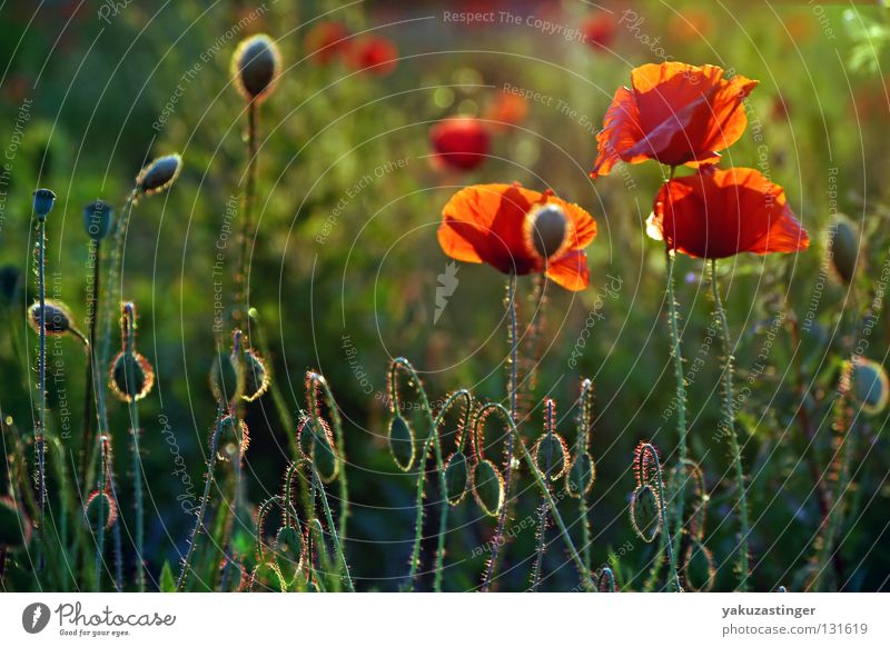 meadow zappler Red Tiny hair Green Grass Summer Spring Plant Animal Flower Poppy meadow