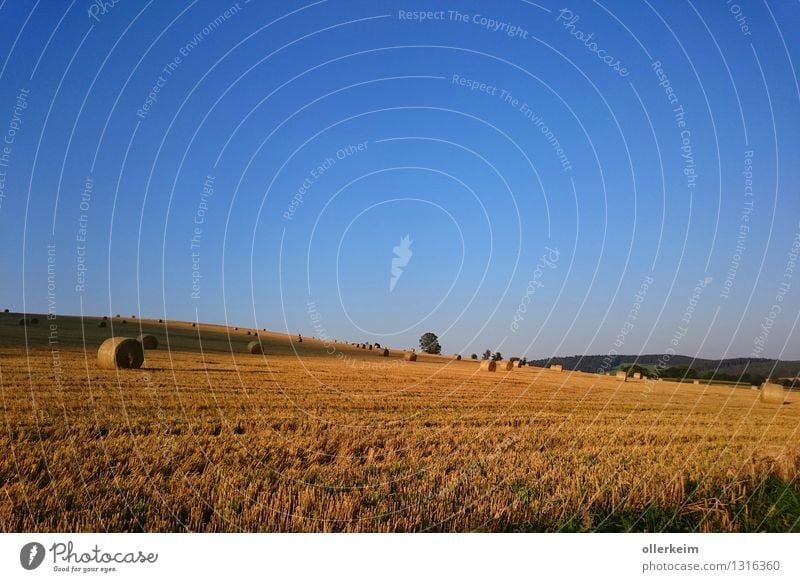 Field with straw bales - at sunrise Agriculture Forestry Environment Nature Landscape Earth Air Sky Cloudless sky Sunrise Sunset Moon Summer Autumn Weather