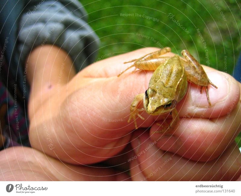 Kiss me! Playing Hiking Hand Fingers Air Grass Frog Jump Fresh Small Green Diminutive Thumb Thumbnail Hop To go for a walk Webbing Exterior shot Curiosity Child