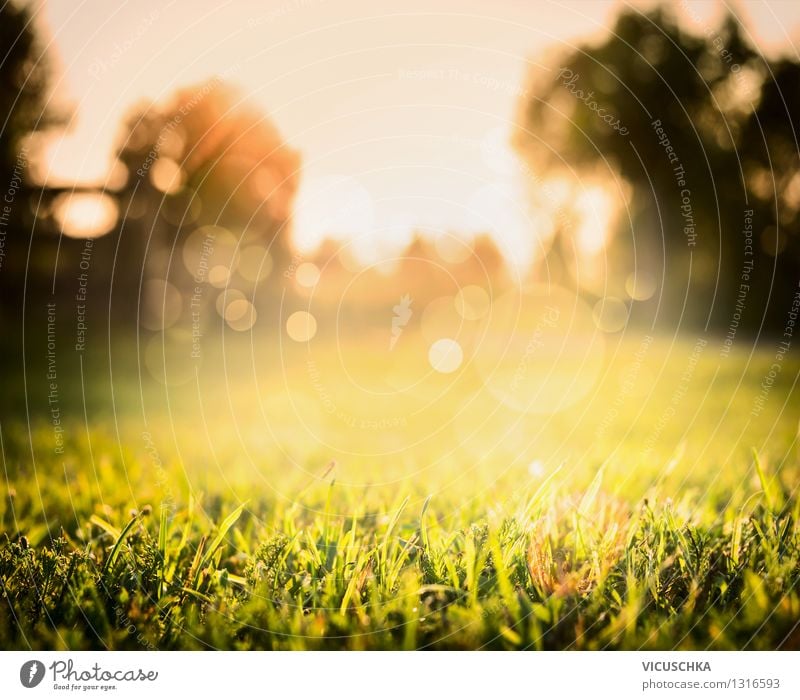 Beautiful lawn and sunset on nature background Design Summer Garden Nature Landscape Plant Sunrise Sunset Sunlight Autumn Beautiful weather Tree Grass Park