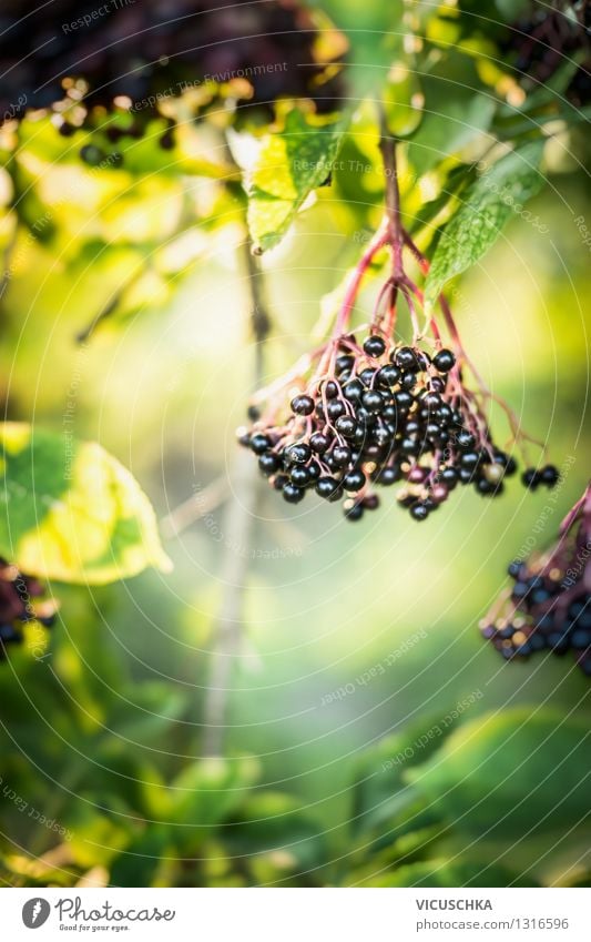 Elderberries on the tree in the garden Fruit Nutrition Lifestyle Design Alternative medicine Healthy Eating Summer Garden Nature Plant Sunlight Autumn