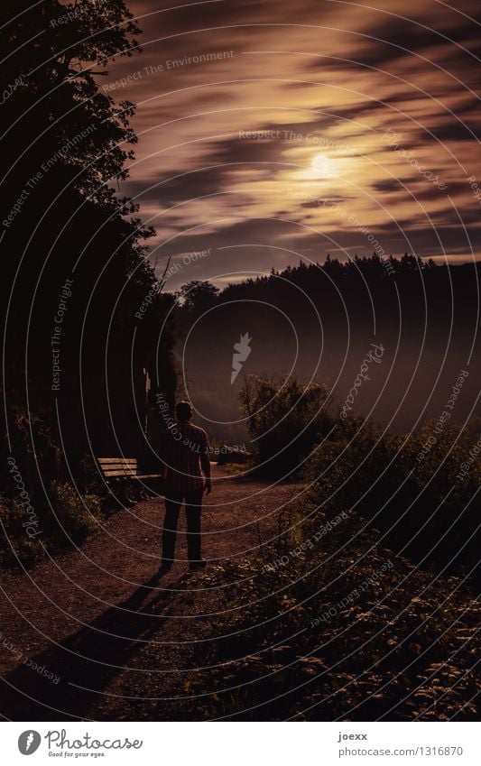 Man standing on path looking at full moon at night Adults 1 Human being Clouds Night sky Full  moon Forest Lanes & trails Observe Looking Stand Illuminate Wait