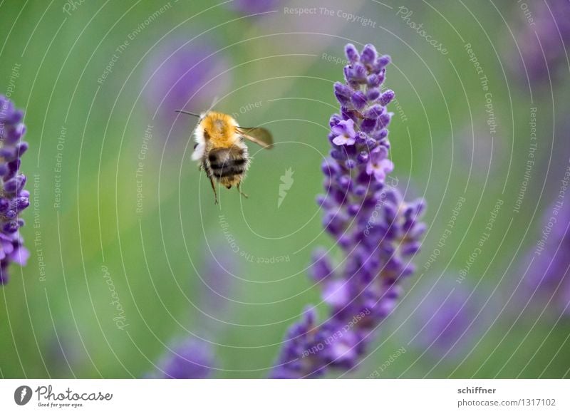 So, closing time! brööööö Nature Plant Animal Flower Blossom Meadow Bee 1 Flying Lavender Lavender field Honey bee Exterior shot Macro (Extreme close-up)