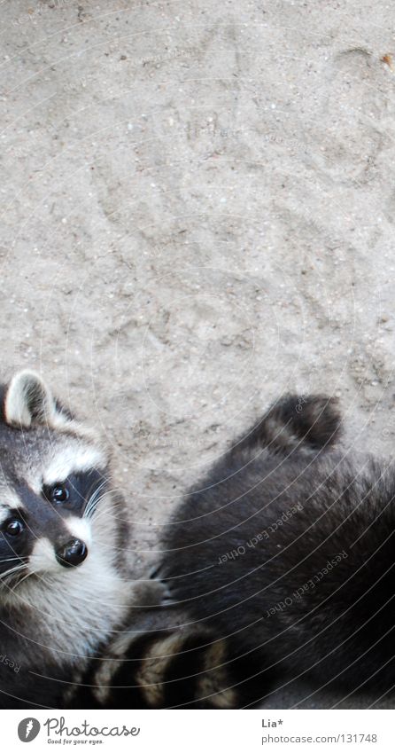 Coon Gang Zoo Sand Pelt Observe Cool (slang) Curiosity Cute Sweet Under Brown Gray Black White Raccoon Berlin zoo Button eyes Odor Mammal Downward Pattern