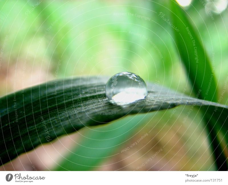 grass Grass Meadow Wet Spring Drops of water Water dripping graze