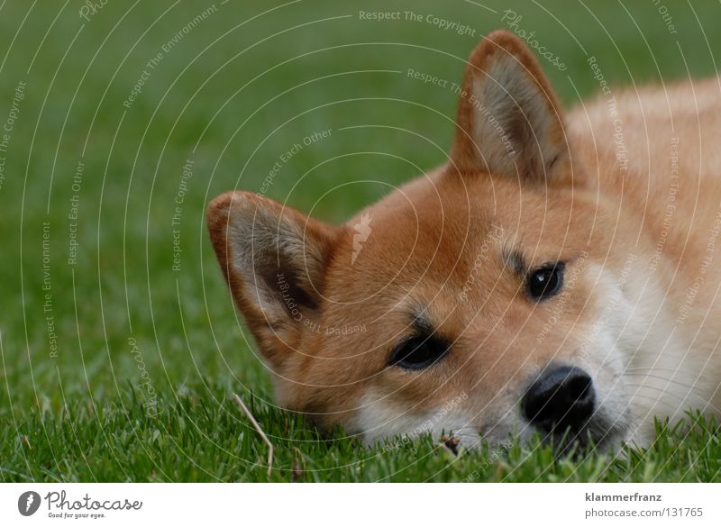 Hear the grass grow Dog Loyalty Animal Pet Japan Rest Break Go crazy Relaxation Eyelash Eyebrow Pelt Cap Facial hair Beard hair Puppy Calm Grass Growth