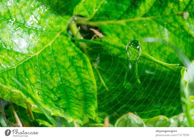 Water drop in the nature Environment Nature Plant Rain Leaf Drop Fresh Bright Wet Clean Blue Green Purity Colour water background clear raindrop falling liquid