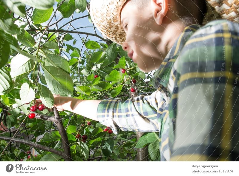 Child harvesting Morello Cherries Fruit Eating Joy Summer Garden Gardening Girl Family & Relations Infancy Hand Nature Tree Fresh Small Delicious Cute Juicy