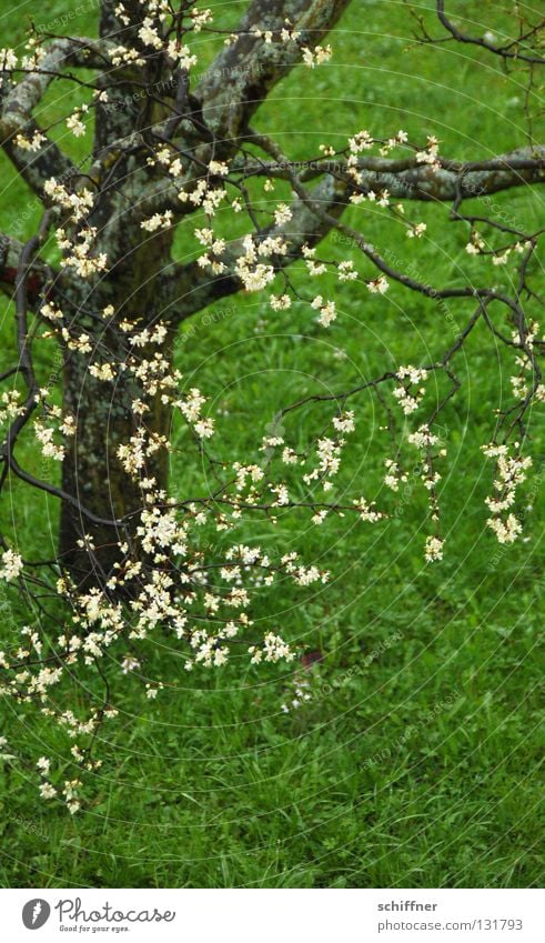 flower green Tree Blossom Meadow Grass Blade of grass Tree trunk Spring Rain Green Blossoming Lawn Branch Twig flowering twig