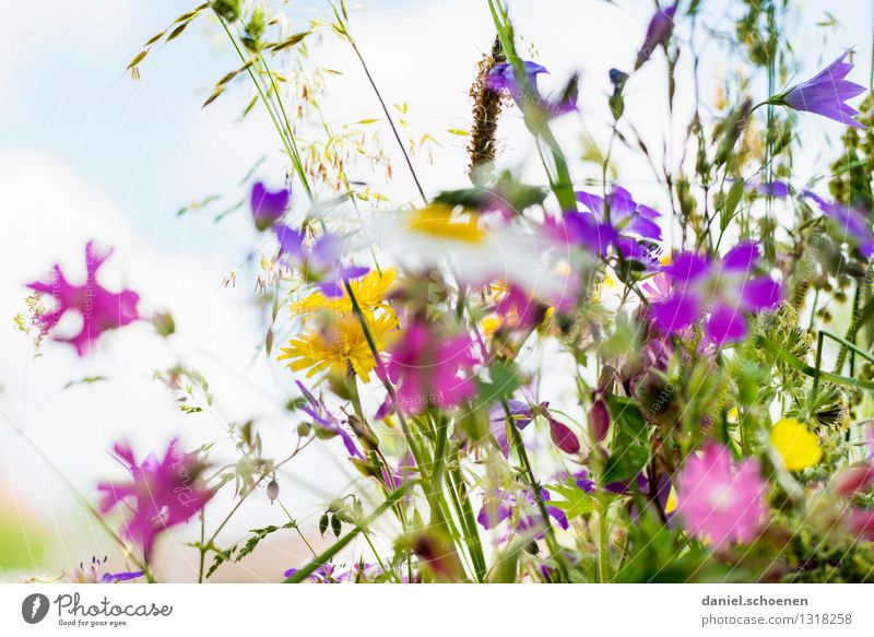 summer memory Plant Summer Flower Grass Leaf Blossom Bright Multicoloured Fragrance Colour photo