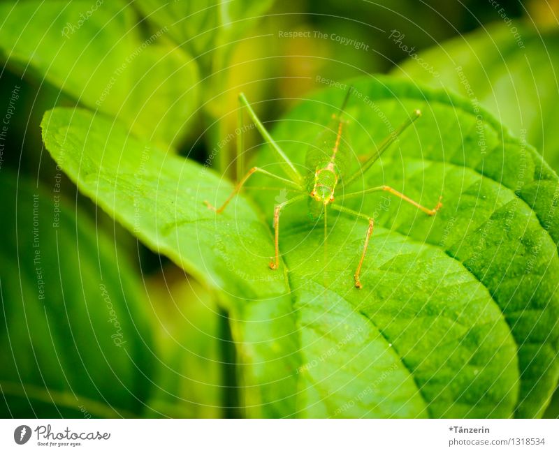 perfectly camouflaged Nature Animal Summer Leaf Wild animal Locust 1 Green Colour photo Exterior shot Close-up Deserted Day Shallow depth of field