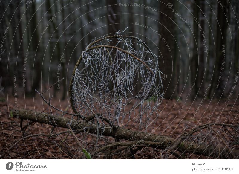 Tree frost Winter Ice Frost Plant Forest Old Cold Natural Emotions Loneliness Protection Colour photo Exterior shot Deserted Twilight Blur