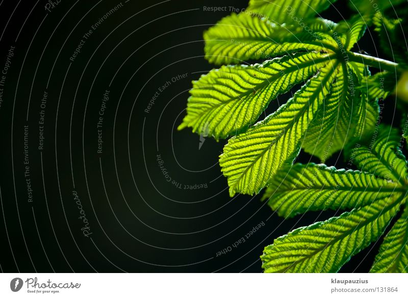 chestnut leaves Chestnut leaf Leaf Green Tree Back-light Chestnut tree