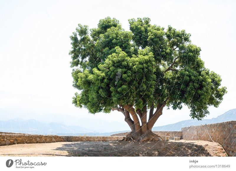 the tree on Corsica Environment Nature Plant Cloudless sky Summer Beautiful weather Tree Hill Rock Deserted Places Wall (barrier) Wall (building) Large Bright