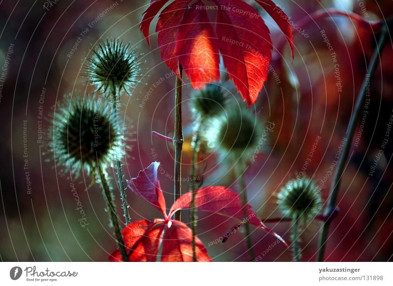 Autumn Impression Thorn Red Plant Animal September October Vine