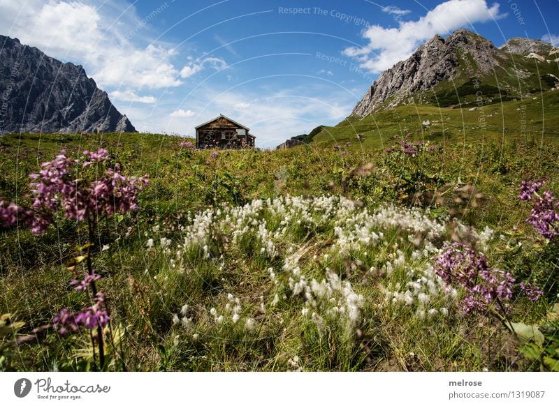 Home I Tourism Mountain Hiking Nature Landscape Sky Clouds Summer Beautiful weather Flower Grass Wild plant Mountain meadow Flower meadow Rock Lünersee Blaze