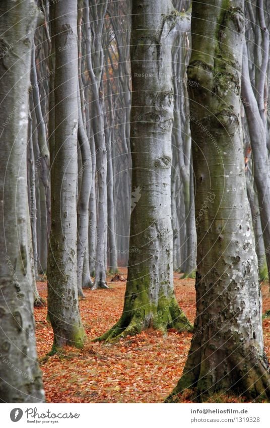 ghost forest Landscape Autumn Tree Park Forest Beech wood Ghost forest Deciduous forest Deciduous tree Gray Gray-red Rod Lanes & trails Wood Old Esthetic