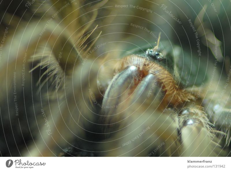 Look me in the eyes, little one! Section of image Detail giant bird-eating spider Macro (Extreme close-up) Bird-eating spider theraphosa Monster