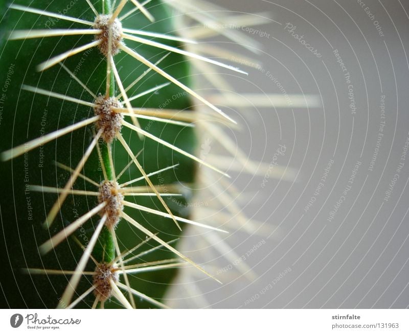 ow Cactus Thorn Pierce Thorny Green Near Gray Half Dangerous Nature Plant Botany Detail Point Pain Defensive Desert Macro (Extreme close-up) Close-up prick