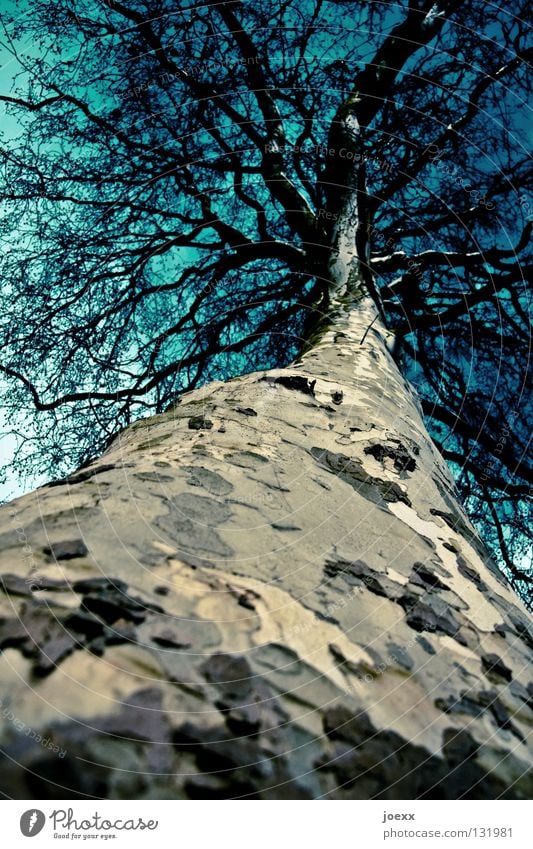 camouflage bark Twigs and branches Branchage Tree Treetop Tree bark Tree trunk Worm's-eye view Large Tall Bleak Deciduous tree Habitat Pattern Upward Nature