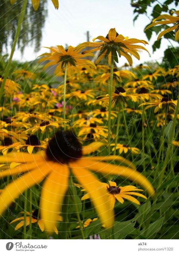 yellow Yellow Flower Sky