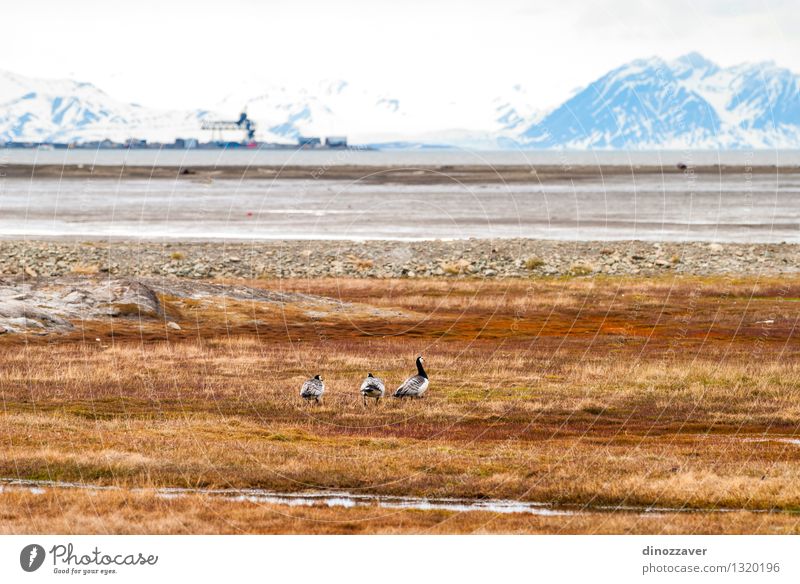 Arctic tundra Beautiful Vacation & Travel Summer Ocean Snow Mountain Nature Landscape Animal Sky Clouds Climate Grass Park Glacier Fjord Bird Wet White