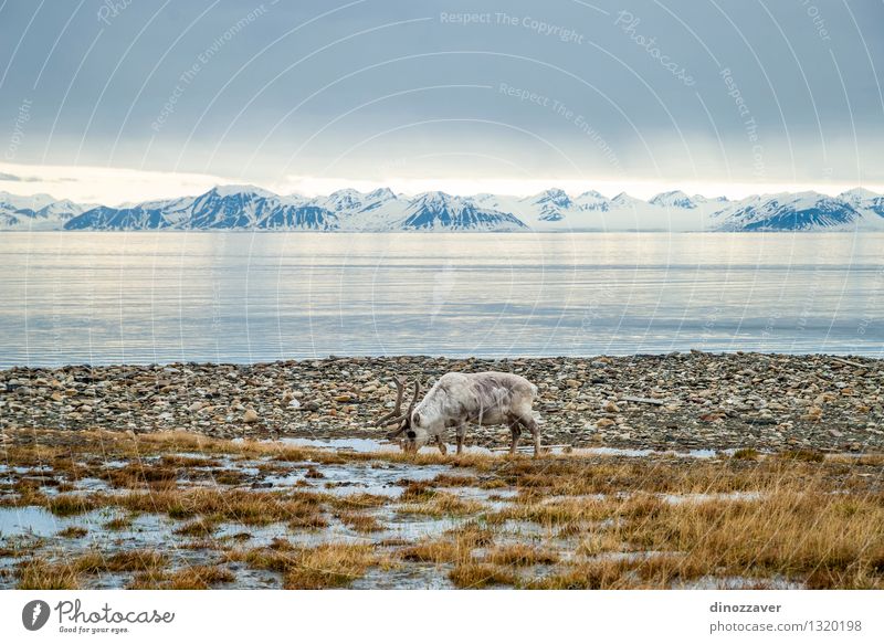 Reindeer in arctic Eating Summer Ocean Snow Mountain Man Adults Nature Landscape Animal Grass Forest Fur coat Wet Natural Wild Brown White The Arctic