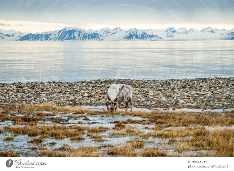 Reindeer in arctic Eating Summer Ocean Snow Mountain Man Adults Nature Landscape Animal Grass Forest Fur coat Wet Natural Wild Brown White The Arctic