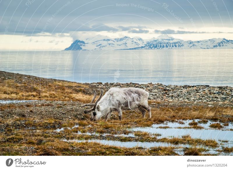 Rendeer in arctic Eating Summer Ocean Snow Mountain Man Adults Nature Landscape Animal Grass Forest Fur coat Wet Natural Wild Brown White Reindeer The Arctic