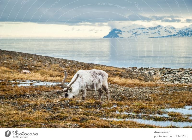 Rendeer in arctic Eating Summer Ocean Snow Mountain Man Adults Nature Landscape Animal Grass Forest Fur coat Wet Natural Wild Brown White Reindeer The Arctic