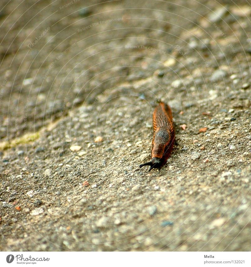 Eyes open, I'm coming! Slug Animal Small Asphalt Brown Slimy Crawl Feeler Delicate Graceful Slowly Plagues Environment Fight Ecological Park Feeble Snail Pests