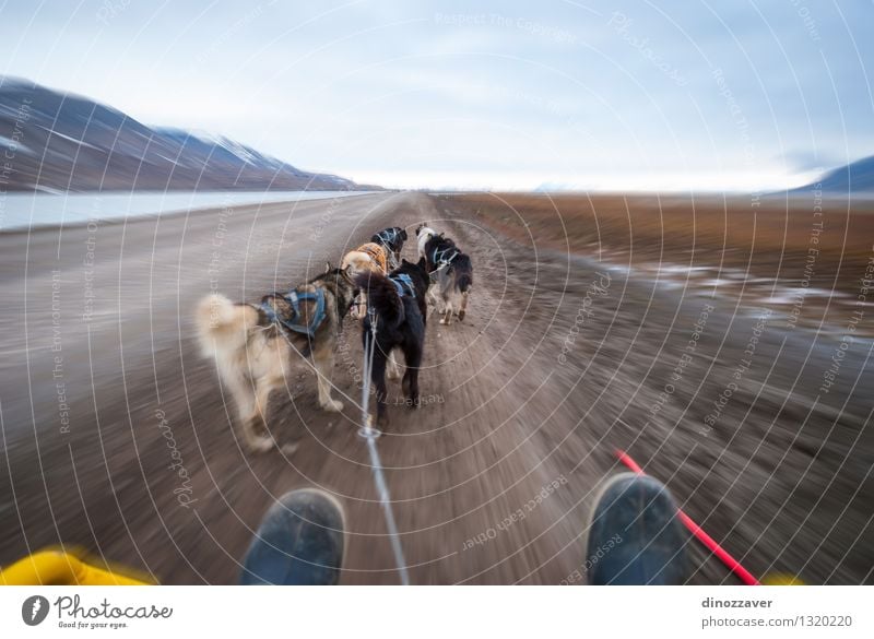 Dog Sledding Beautiful Adventure Winter Sports Work and employment Rope Nature Landscape Animal Fur coat Pet Speed Wild White Competition Teamwork Spitzbergen