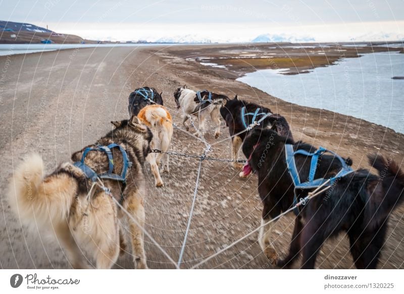 Sledding dogs Beautiful Adventure Winter Sports Work and employment Rope Nature Landscape Animal Fur coat Pet Dog Speed Wild White Competition Teamwork