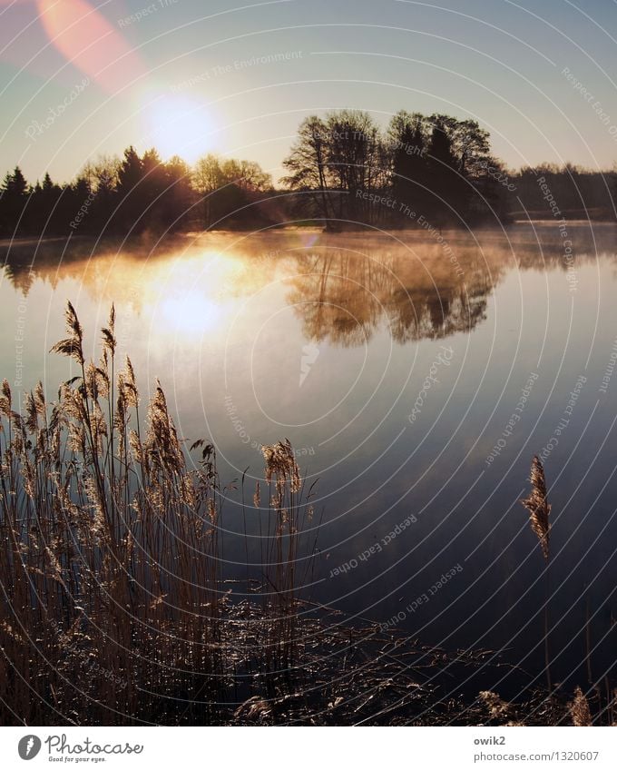 rest day Environment Nature Landscape Plant Water Cloudless sky Horizon Climate Weather Beautiful weather Fog Tree Bushes Lakeside Pond Glittering Illuminate