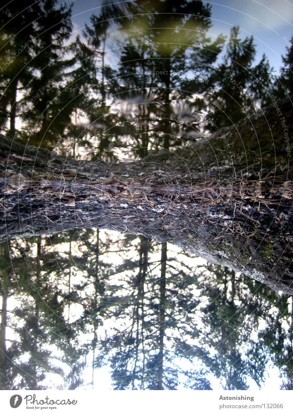 high down Earth Water Sky Clouds Tree Forest Stone Growth Tall Perspective Puddle Inverted Tree trunk Coniferous trees Coniferous forest Woodground