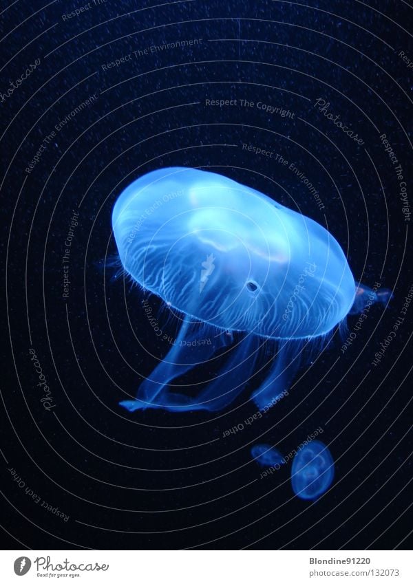 Jellyfish with baby Lion's mane jellyfish Ocean Beach Fish baby jellyfish berlin zoo Water Blaze