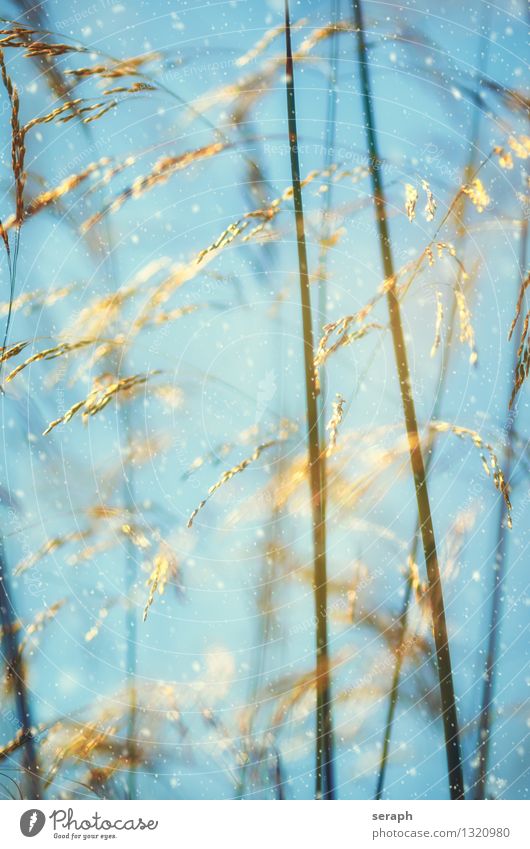 Grasses grass blur blade of grass stalk Ear of corn blossom seed meadow nature Macro (extreme close-up) abstract romance Winter snow snowfall snowflake Wind