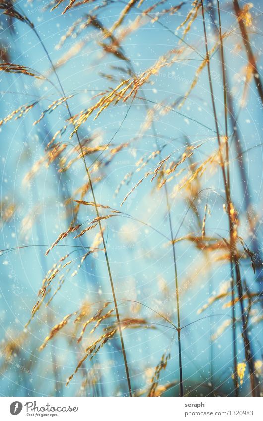 Grasland grass blur blade of grass stalk Ear of corn blossom seed meadow nature Macro (extreme close-up) abstract romance Winter snow snowfall snowflake Wind